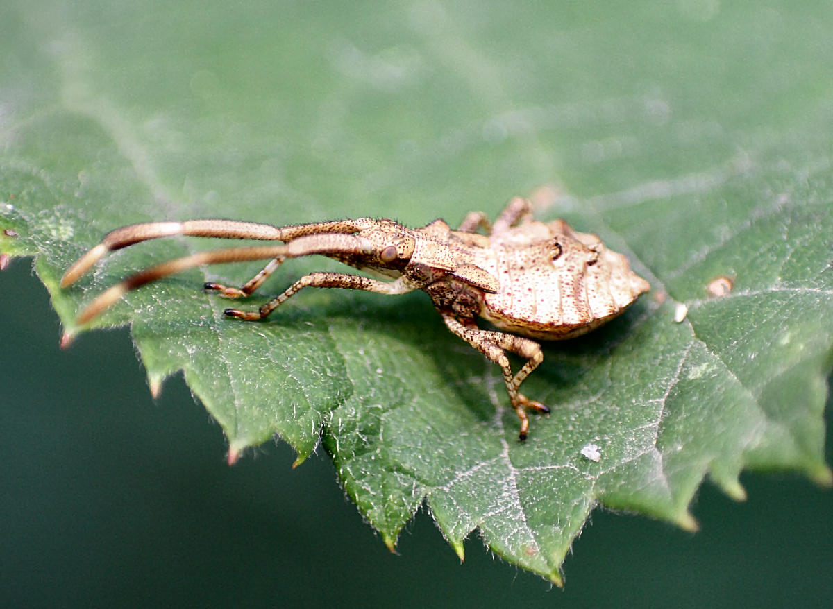 Coreidae: ninfe di Coreus marginatus di Velate (MI)